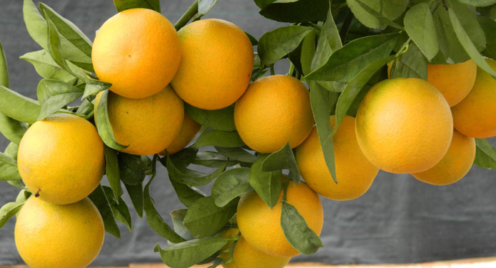 https://centrealgarve.org/wp-content/uploads/2014/07/oranges.jpg