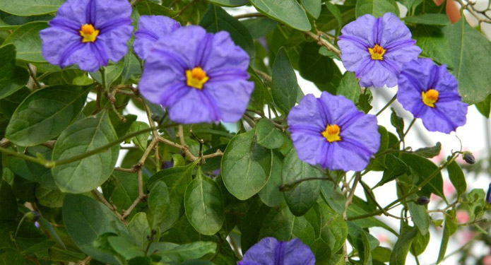 https://centrealgarve.org/wp-content/uploads/2014/07/purple-flowers.jpg