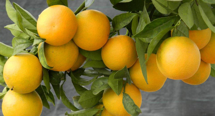 https://centrealgarve.org/wp-content/uploads/2014/10/Oranges.jpg