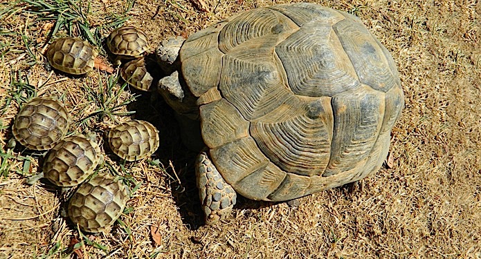 https://centrealgarve.org/wp-content/uploads/2014/10/Tortoise.jpg